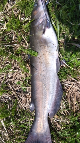 アメリカナマズの釣果