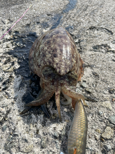 スミイカの釣果