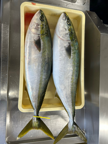 福井県で釣れたカサゴの釣り・釣果情報 - アングラーズ