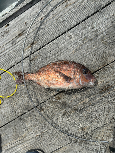 マダイの釣果