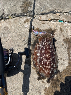 コウイカの釣果