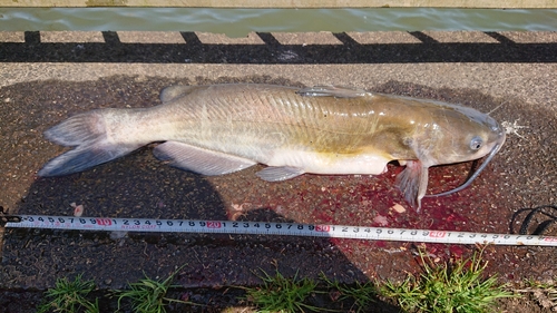 アメリカナマズの釣果