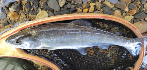 アマゴの釣果