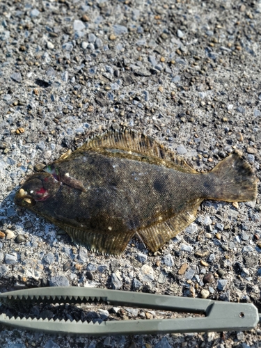 カレイの釣果