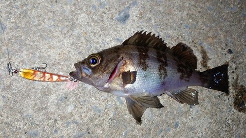 メバルの釣果