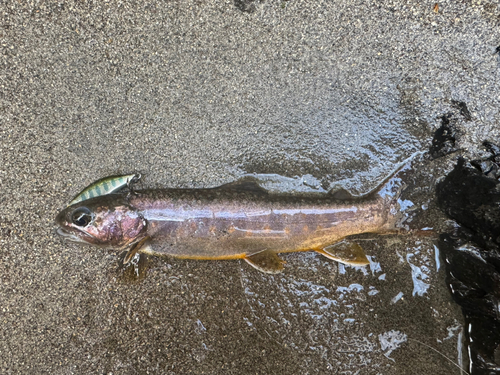 イワナの釣果