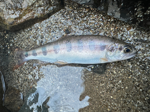 ヤマメの釣果