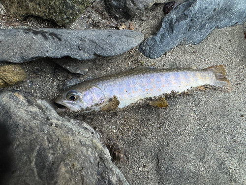 イワナの釣果