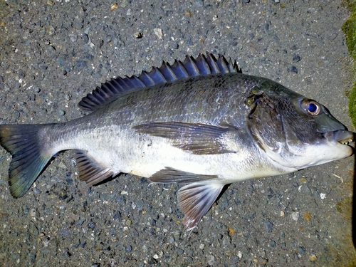 チヌの釣果