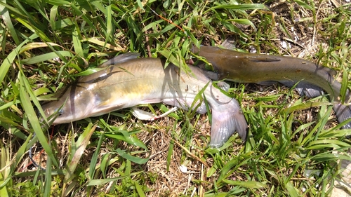 アメリカナマズの釣果