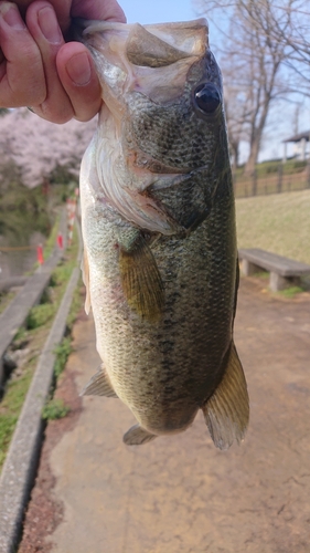 ラージマウスバスの釣果