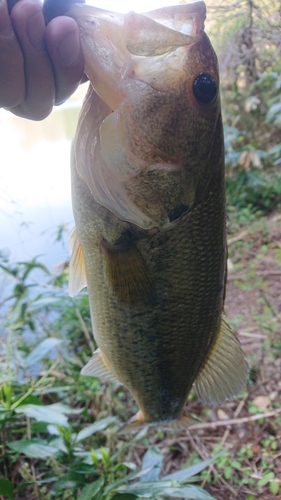 ラージマウスバスの釣果