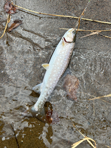 アメマスの釣果