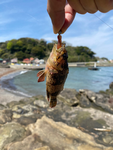 ソイの釣果