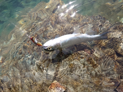 ニジマスの釣果