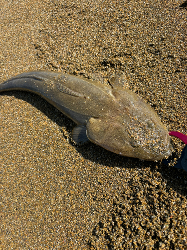 マゴチの釣果