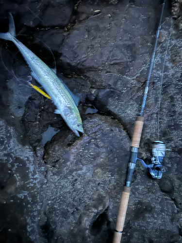 サゴシの釣果