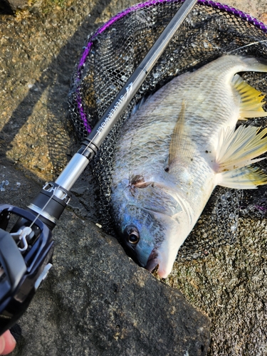 太田川放水路で釣れたキビレの釣り・釣果情報 - アングラーズ | 釣果 