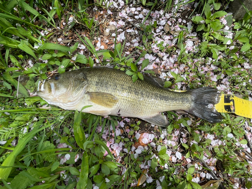 ラージマウスバスの釣果