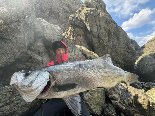 ヒラスズキの釣果