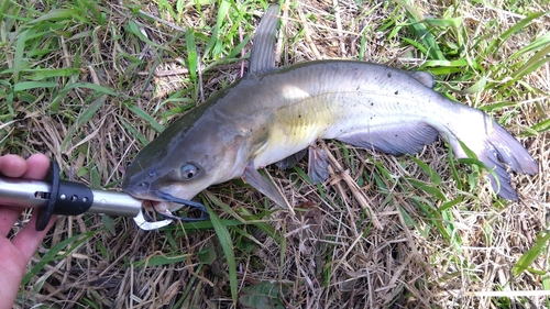 アメリカナマズの釣果