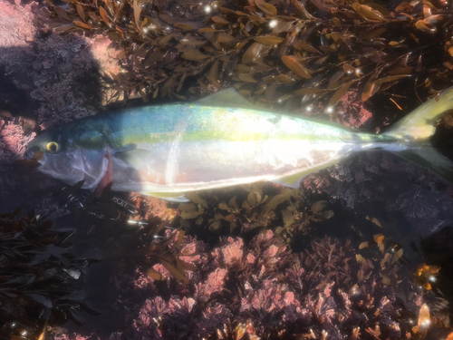 ツバスの釣果