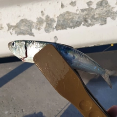 マイワシの釣果