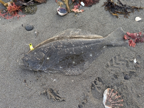 ヒラメの釣果