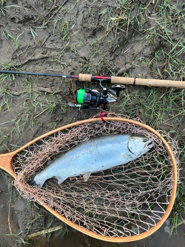 サクラマスの釣果