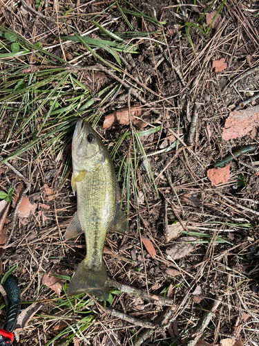 ラージマウスバスの釣果