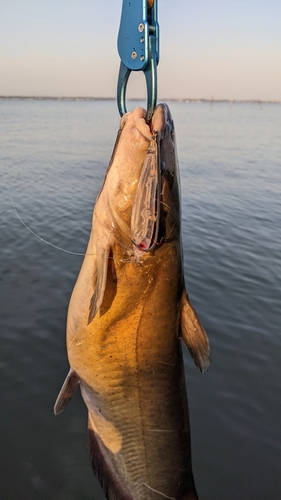 アメリカナマズの釣果