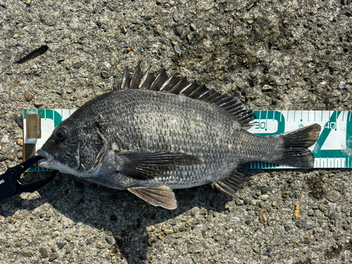 チヌの釣果