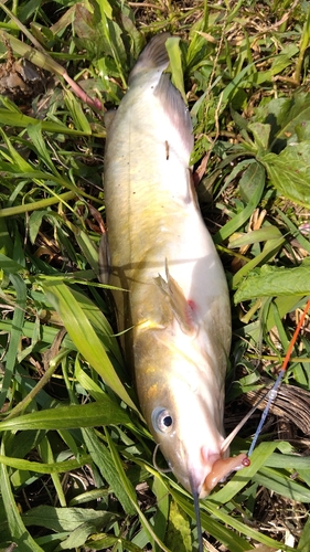 アメリカナマズの釣果