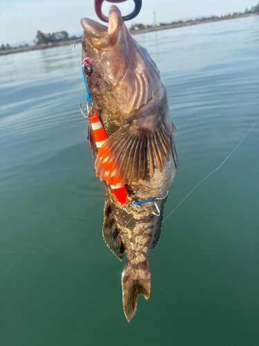 アイナメの釣果