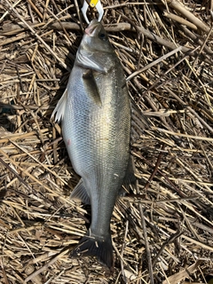 スズキの釣果