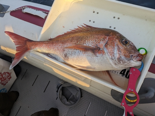 マダイの釣果