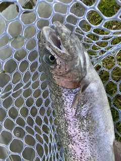 トラウトの釣果