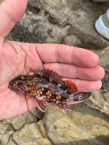 カサゴの釣果