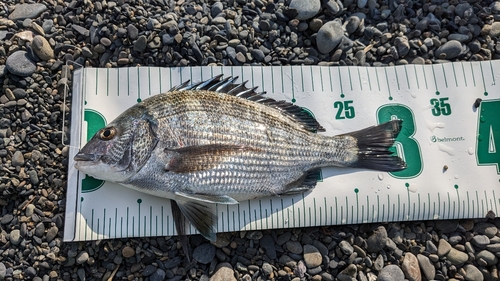 クロダイの釣果