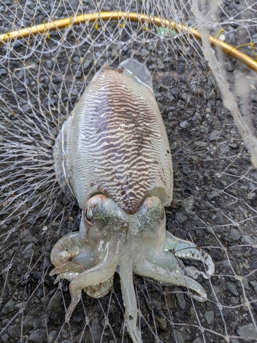 コウイカの釣果