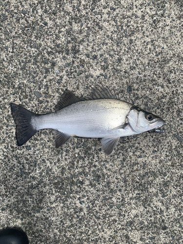 ヒラスズキの釣果