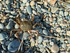 モクズガニの釣果