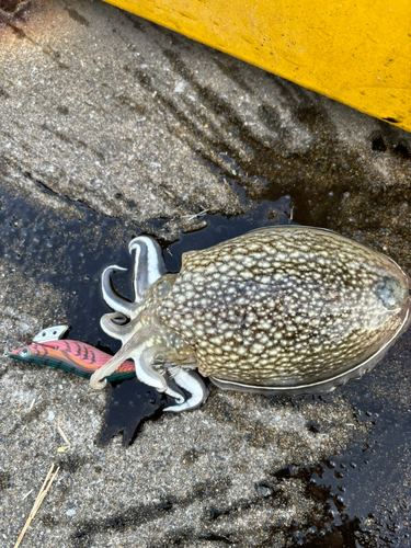 シリヤケイカの釣果