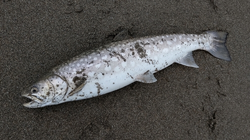 アメマスの釣果