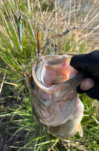 ブラックバスの釣果