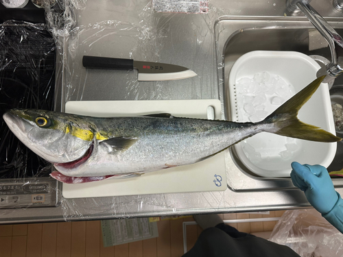 ハマチの釣果