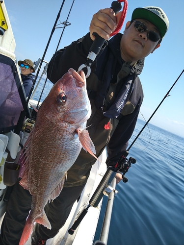 マダイの釣果