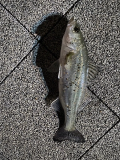 セイゴ(タイリクスズキ)の釣果