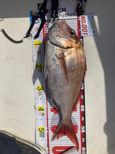 マダイの釣果