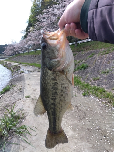 ラージマウスバスの釣果